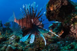 Belize barrier reef