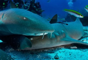 Belize barrier reef