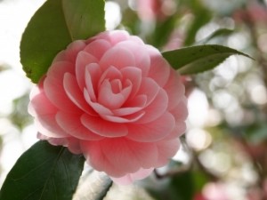 CAMELIA2