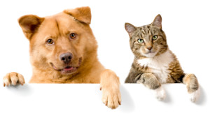 Dog and Cat above white banner looking at camera