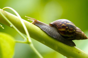 snail-slime-for-human
