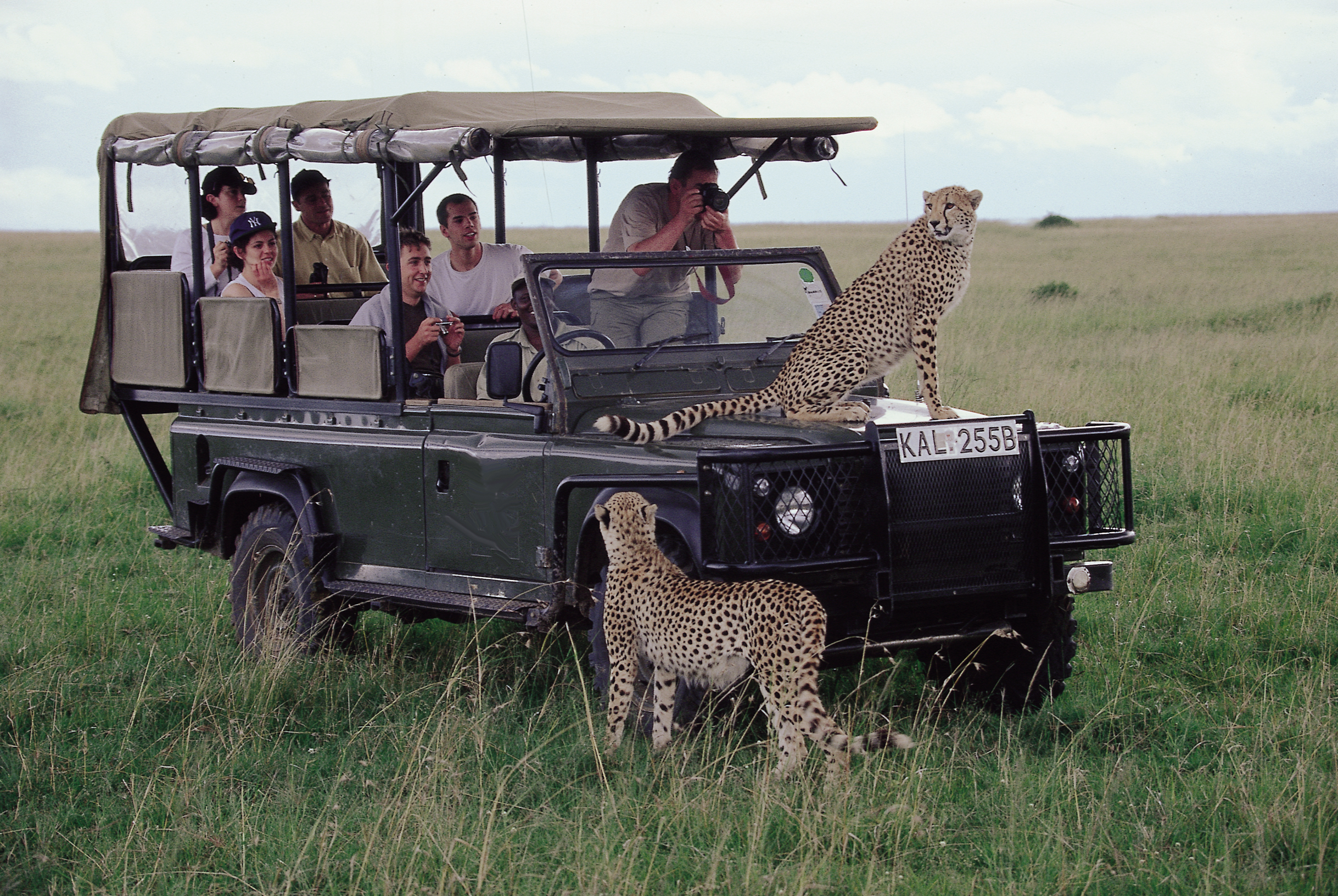 Ts Safari Star