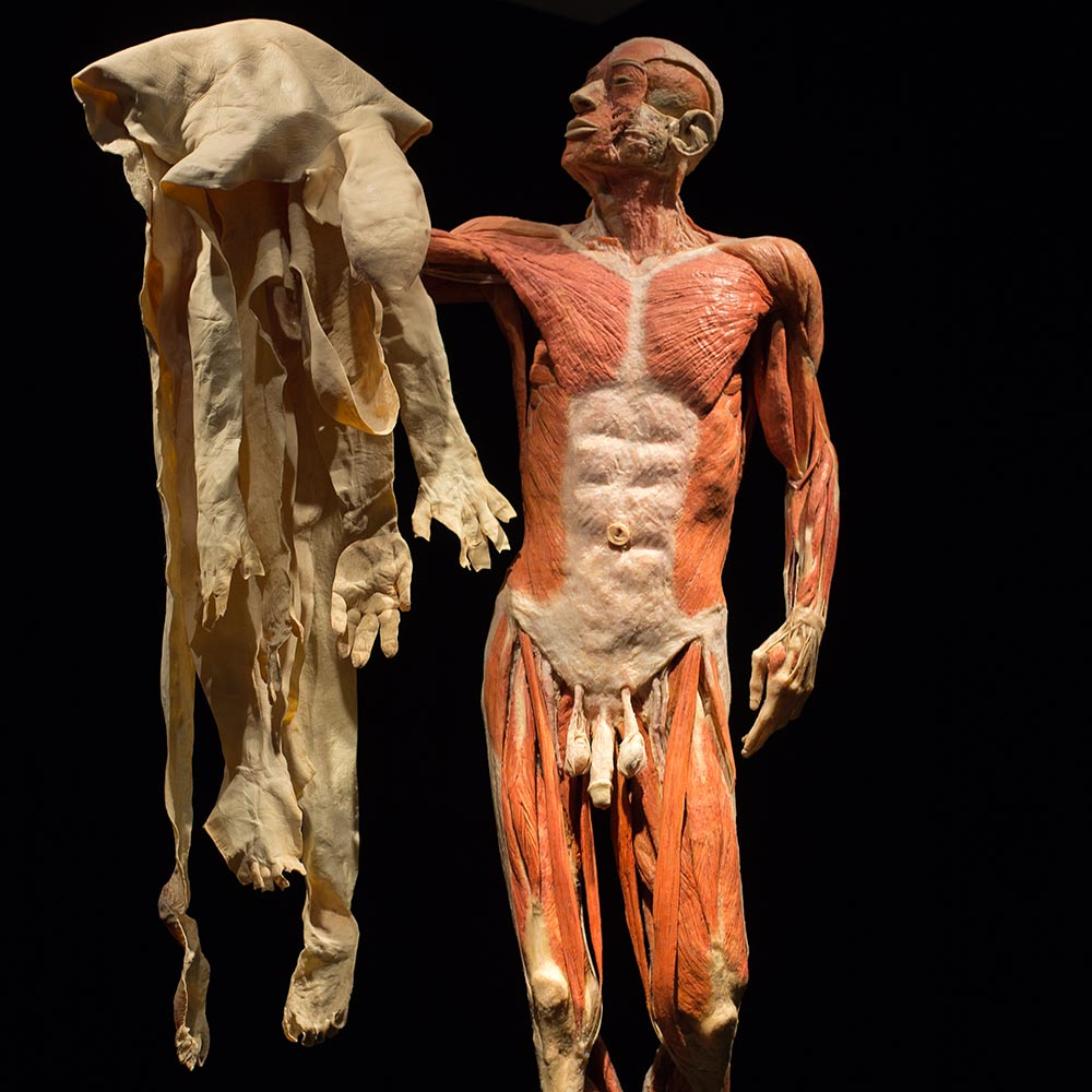 Muscles In Face Bodies Exhibit Telus Sparks Presents Body Worlds Vital | The Weal